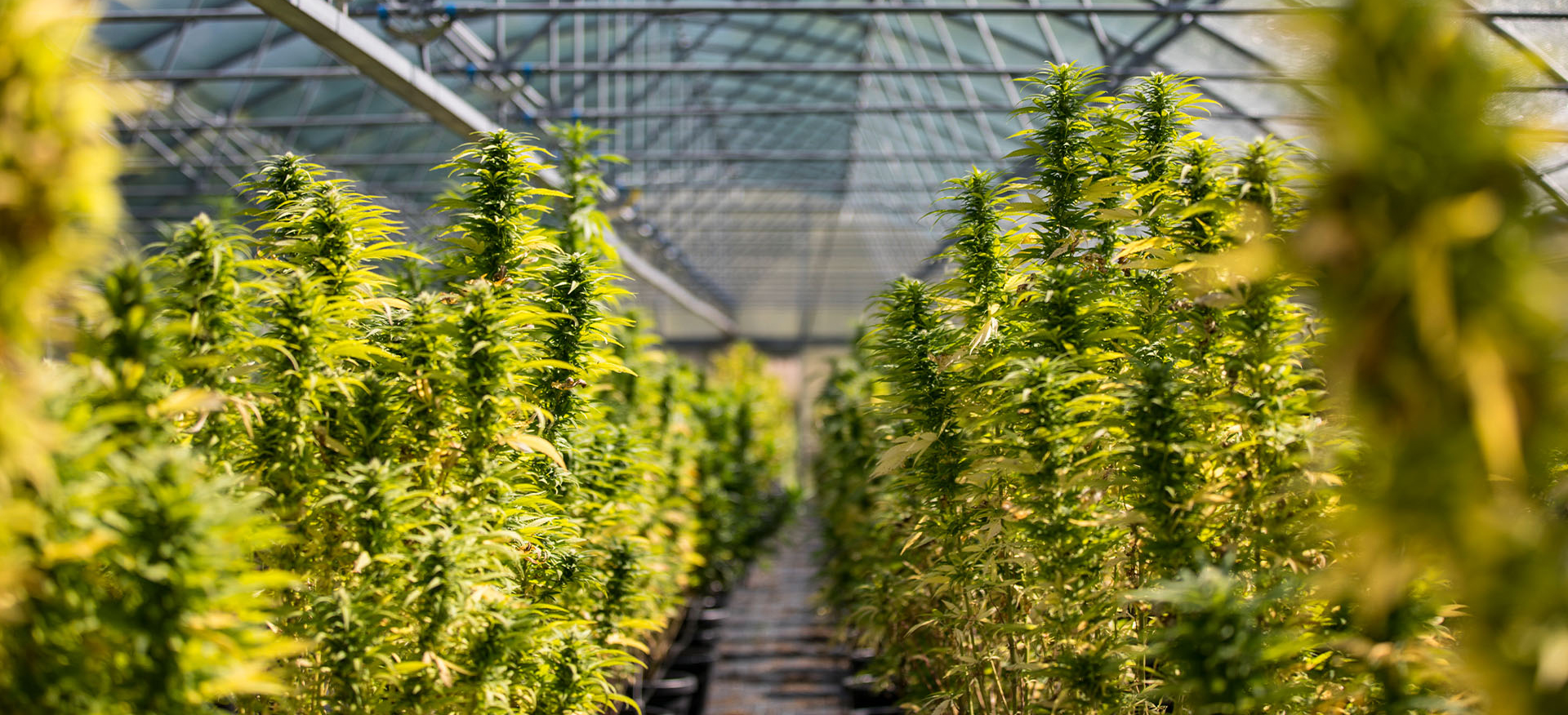 Cannabis-Banner - cropped