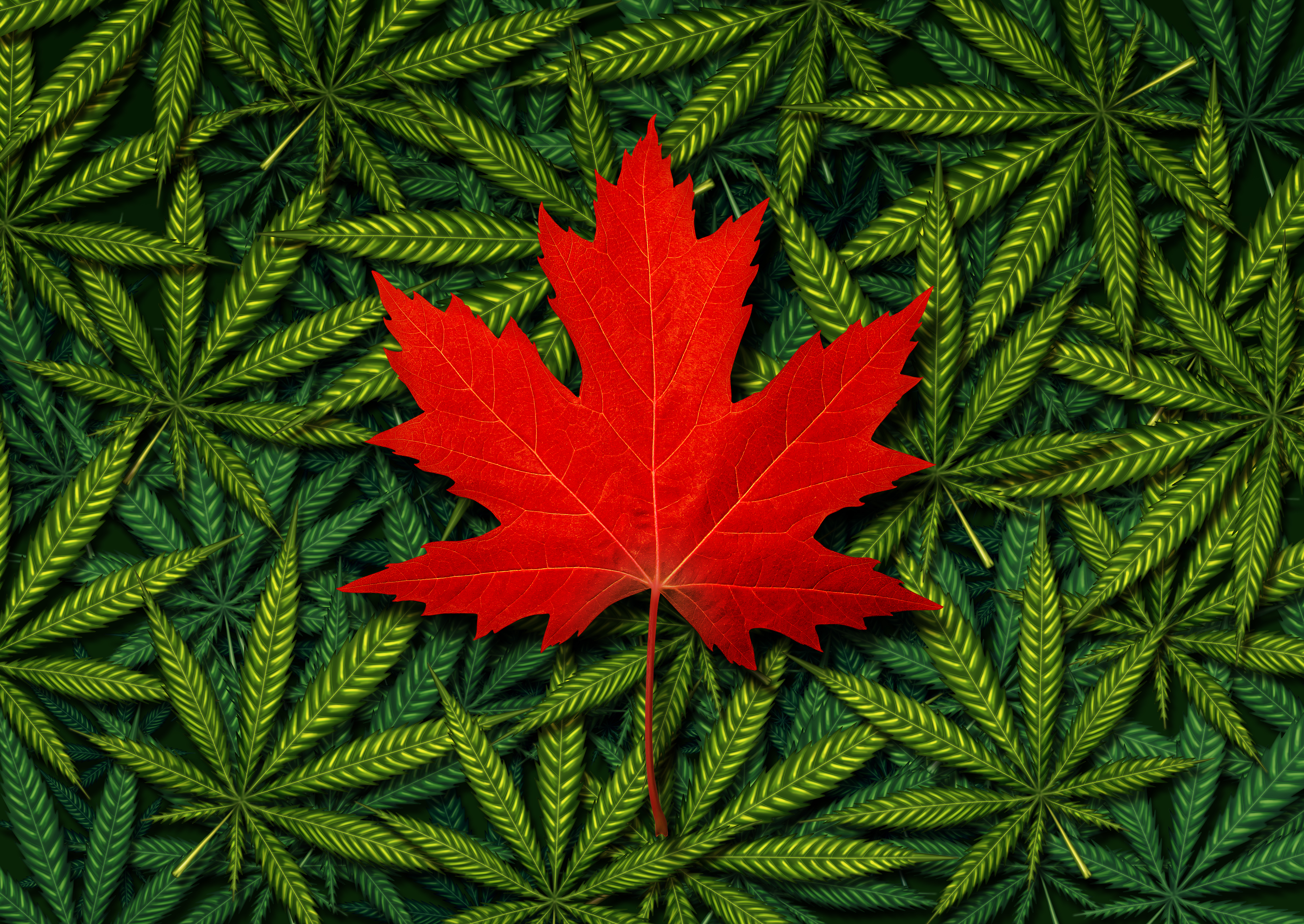 shutterstock_559360924 - cannabis 